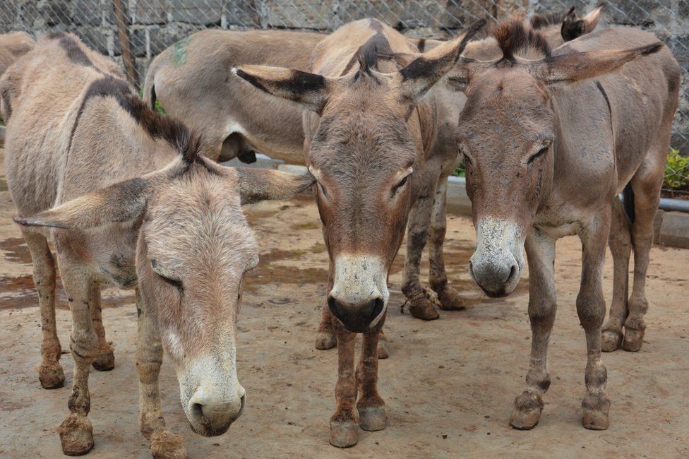 Millions of donkeys killed each year to make medicine